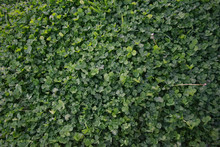 Patch Of Clovers And Other Plants