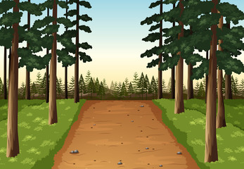 Background scene with pine forest