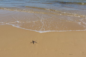 starfish on the beach