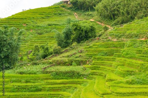 Foto Hill with rice terraces and mud path, buffalo track