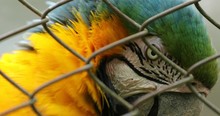 Blue And Yellow Macaws Araras Birds Inside Cage 2