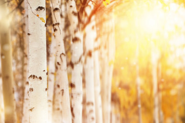 Aufkleber - Autumn landscape with birch trunk in the sunlight. Natural background.