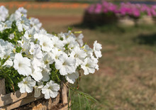 White Petunias Flower In Garden