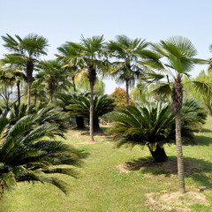 coconut palm tree with green grass in the park.