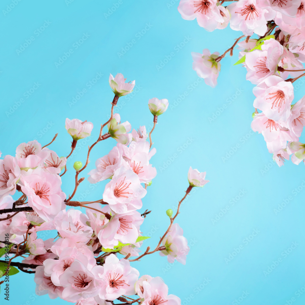 cherry blossom flowers on blue background Stock Photo | Adobe Stock