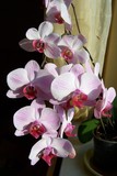 A pink and white orchid