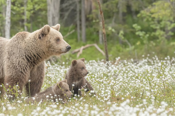 Wall Mural - Mother bear and her two cubs in the middle of the cotton grass in a Finnish bog