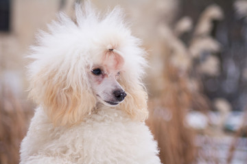 White little poodle playing outside in the snow.