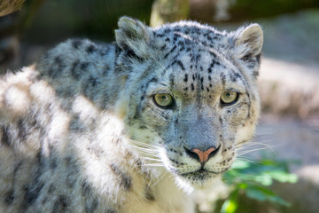 Wall Mural - snow leopard - Irbis