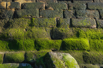 Canvas Print - Close up on the moss on stone wall in Porto city, Portugal