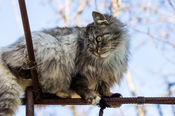 Portrait of a gray rural cat.