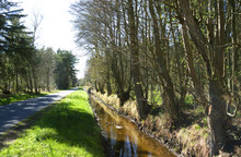 Laesoe / Denmark: Small Country Road And Ditch In Bangsbo In Springtime