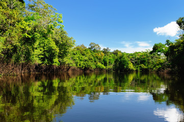 Canvas Print - The Amazonian juThe Amazonian jungle in South America explore on the boatngle