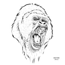 The Alpha Of A Pack Of Gorillas. Vector Illustration
