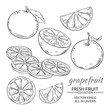 © cuttlefish84 - grapefruit vector set