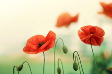 Poppy flowers background.