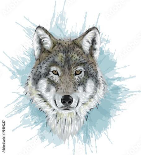 Obraz wilk  realistyczny-wektor-wilka-stylizowana-sztuka