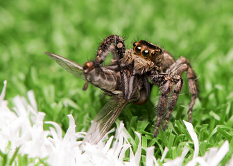 spider