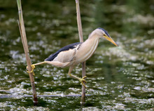 A Male Little Bittern Ready To Attack A Prey From The Branch Of Reed