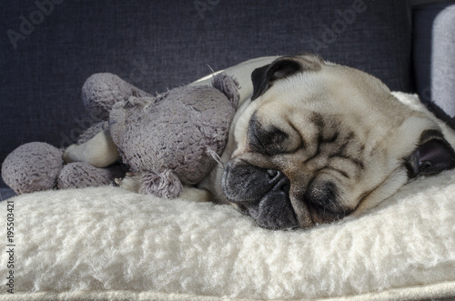 Fotografie, Obraz cute small dog breed pug sleeping on the wool pillow and holding old toy bear