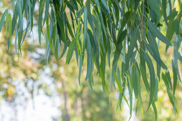 Eucalyptus leaves. branch eucalyptus tree nature background