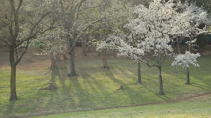 Wall Mural - Trees / Morning Light / Early Spring