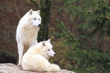 White wolf in the forest