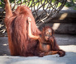 Bornean Orangutan baby