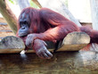 Bornean Orangutan female relaxing