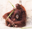 Bornean Orangutan mother and baby