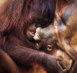 Bornean Orangutans playing