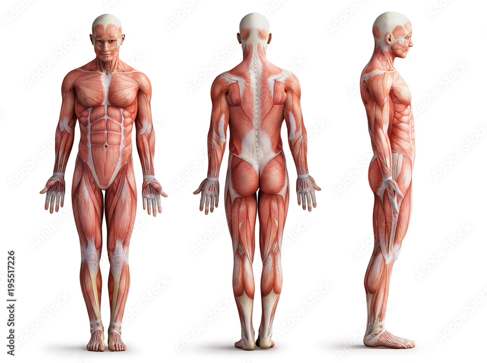 anatomy, muscles - obrazy, fototapety, plakaty 