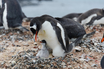 Gentoo penguin with chicks in nest