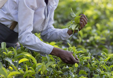 Tea Picker Working On Plantation In Sri Lanka