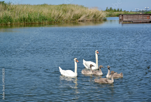 Fotografie, Obraz Swan family with baby birds in a lagoon of the Baltic Sea