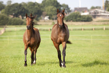 Two Young Brown Horses