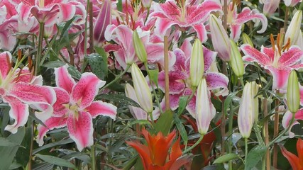 Wall Mural - Panning of Pink lily flower in flower field. Nature backgrounds.