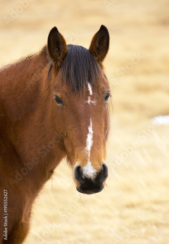 Fényképezés Wild horses of Wyoming in winter. January 2018