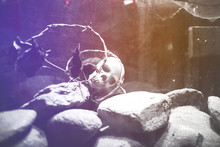 Creepy Helloween Styled Composition . Vivid Neo Light Halloween Evil Human Scary Skull On Lot Of Rocks And Stones . Concept Of Dangerous Image , Thriller Movies Of Mortal Places , Dying Idea . 