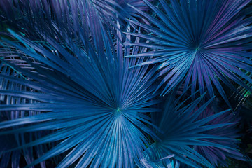 Fototapete - close up blue or turquoise Tropical big palm leaves in exotic country. concept of foreign background, summer plants or nature and travel
