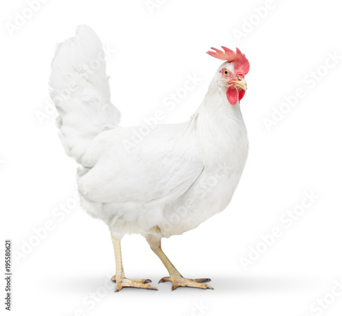 Fotomural chicken looking close to the floor.