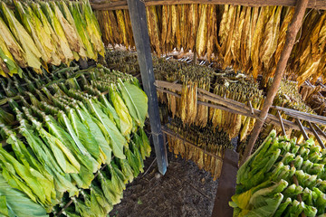 Poster - Leaves of Tobacco in the Drying Plant