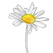 vector drawing flower of daisy