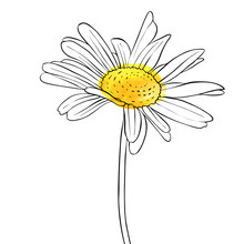 Vector Drawing Flower Of Daisy