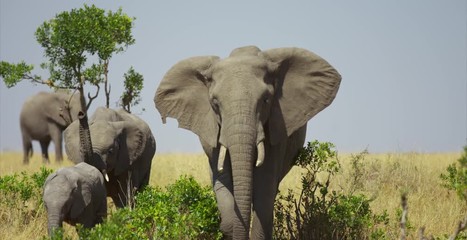 family of elephants walking