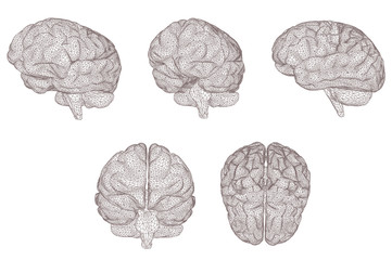 three-dimensional vector cyber brain. neural network mega-data processing,