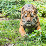 Fototapeta Zwierzęta - Close up tiger.