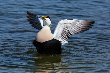 common male eider duck (somateria mollissima) spread wings, blue water