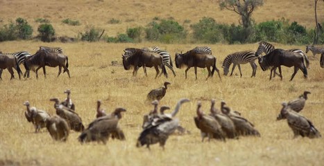 Wall Mural - gnus and zebras walking by eagles