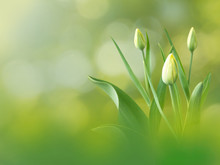 Green Tulip Buds And Flowers Spring Background